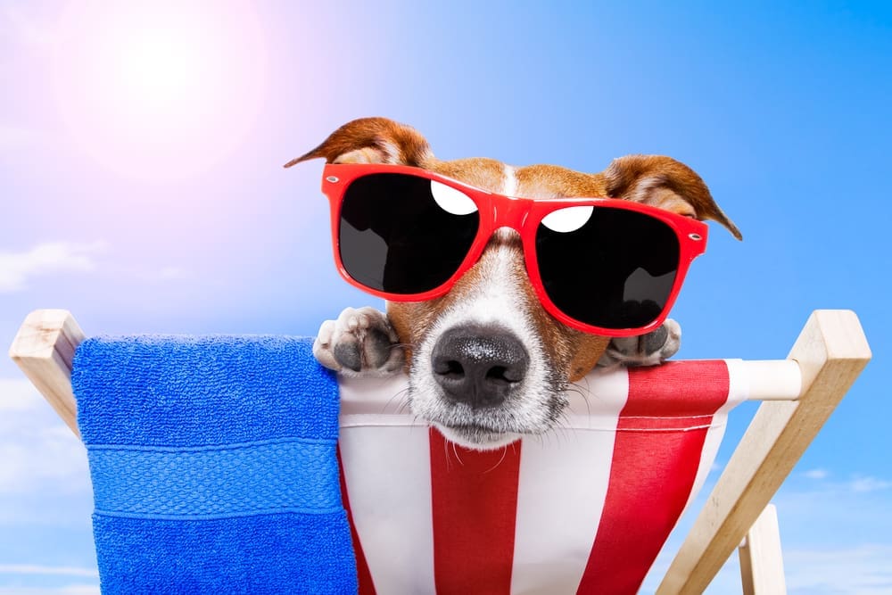 Depositphotos_Essential Summer Safety Tips for Pet Care Business Owners