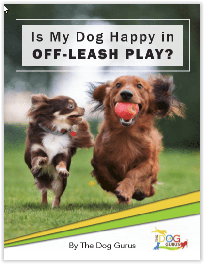 Is My Dog Happy in Off-Leash Play Is My Dog Happy in Off-Leash Play.