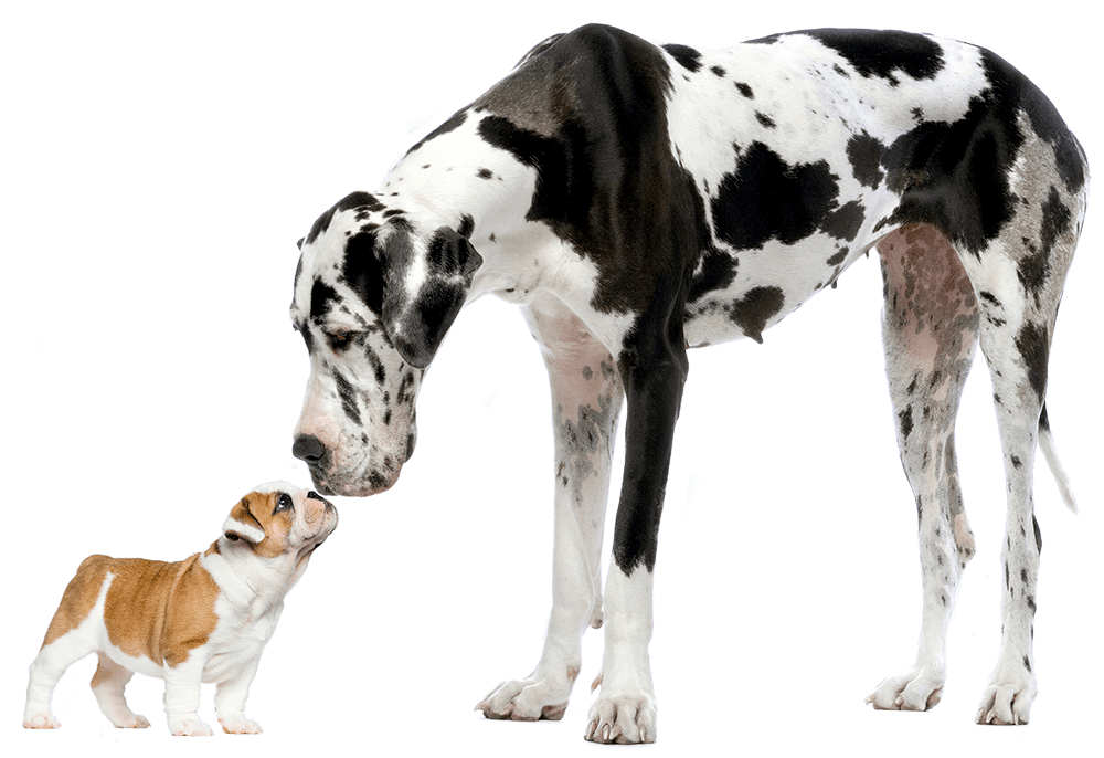 great-dane-and-bulldog-puppy black and white Great dane sniffing a bulldog puppy's nose