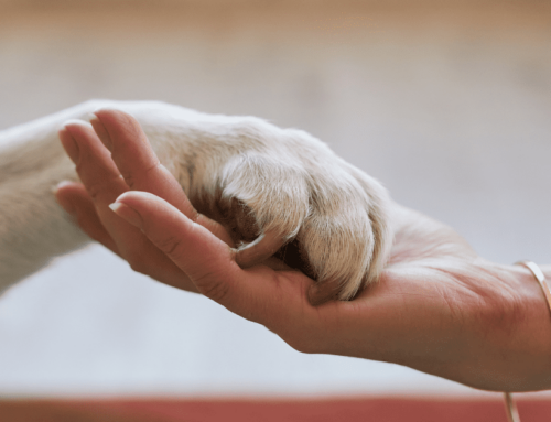 Happy Employees, Happy Pets: Building a Positive Culture in Your Pet Care Business